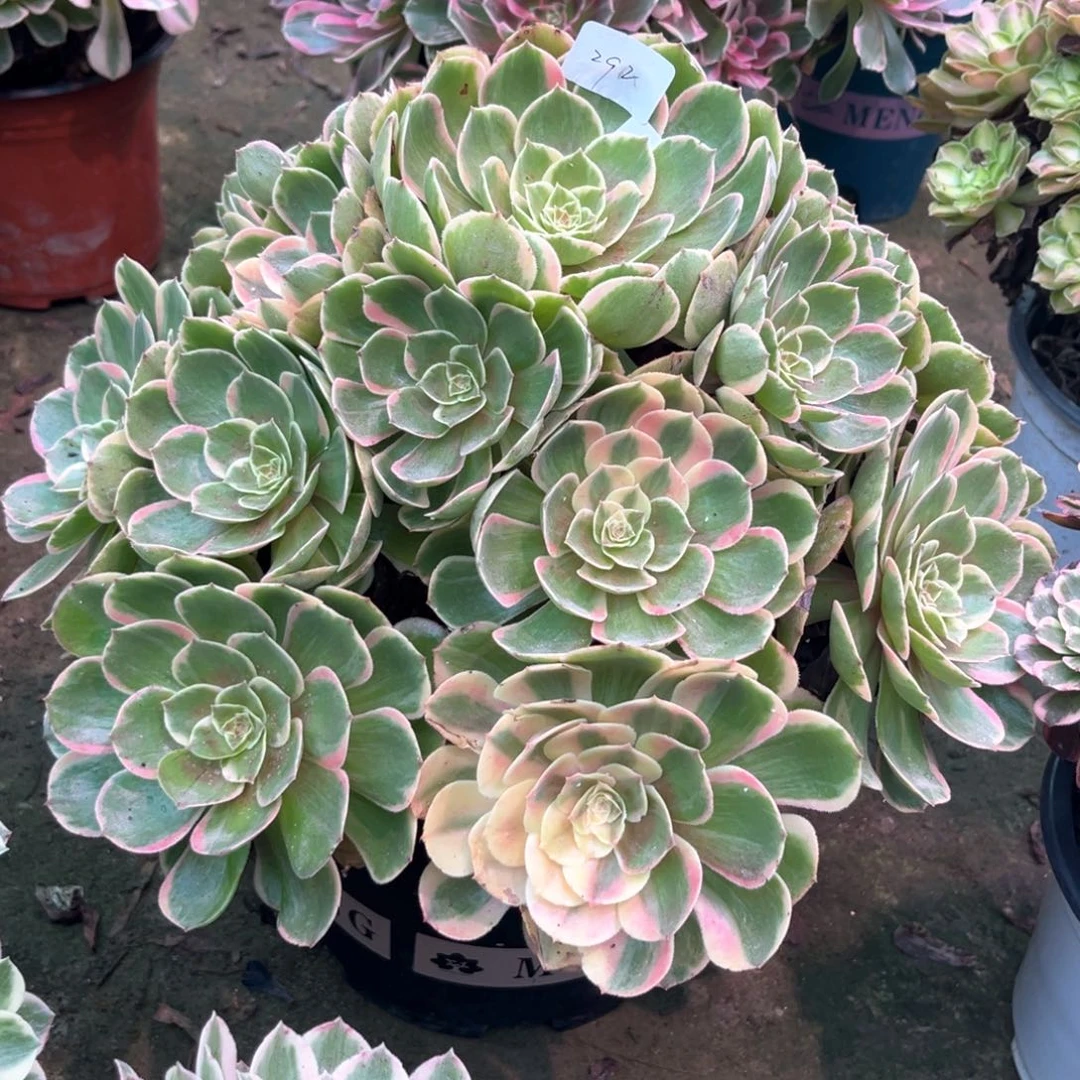 多肉植物粉花妖00292