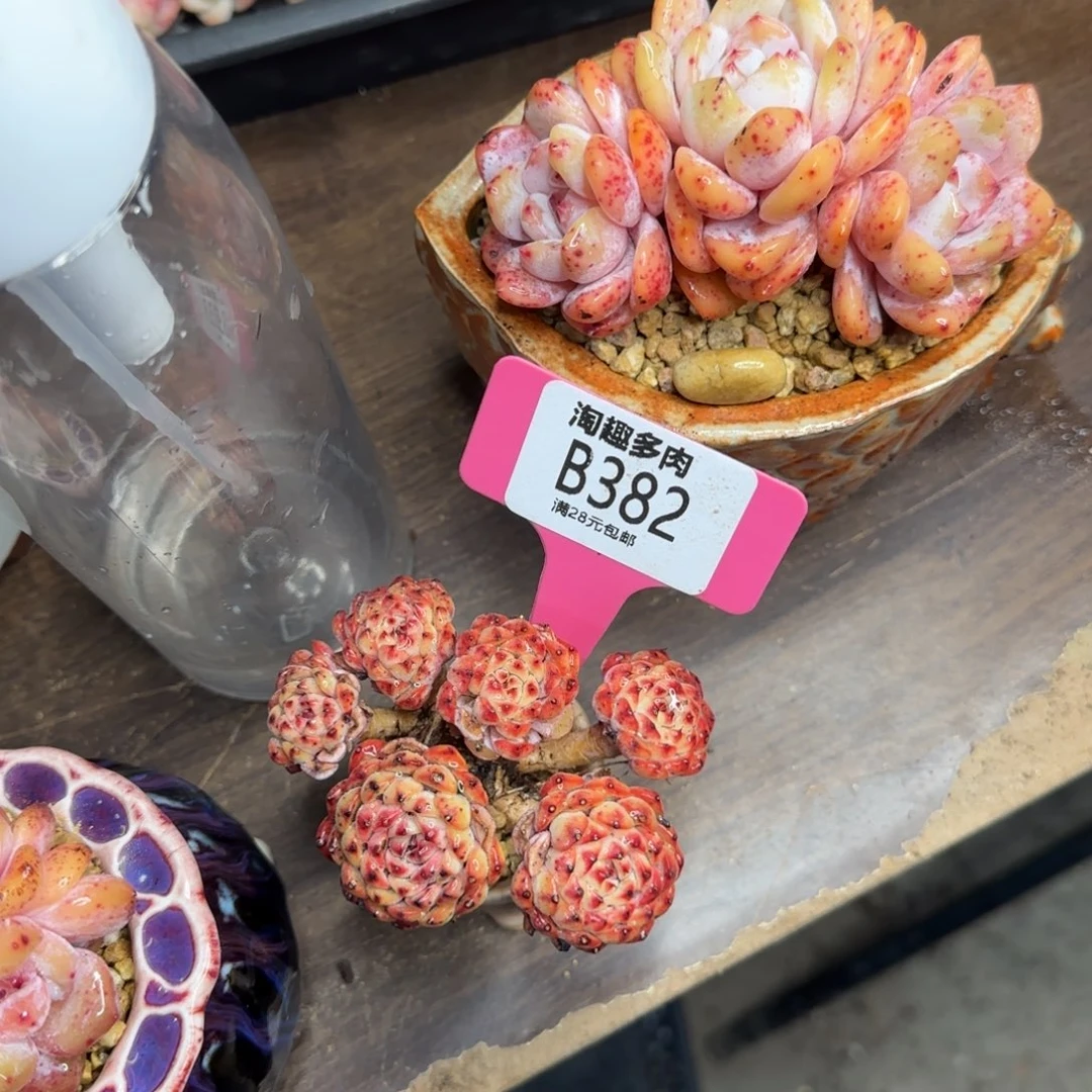 一***·多肉植物111111111