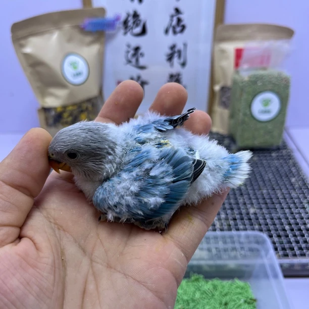 牡丹鹦鹉-精品高纯蓝闪公F60764