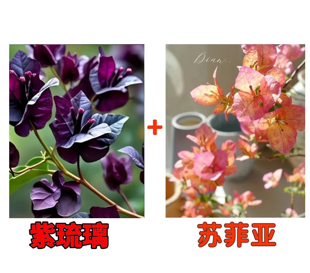 【紫琉璃+苏菲亚】到手2颗勤花耐热三角梅基地直邮不带花不带盆