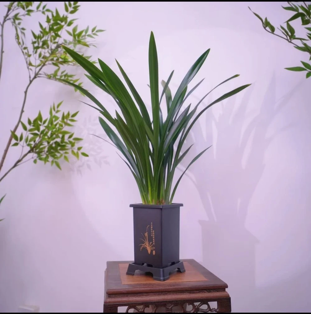 墨兰6-8青苗发货室内栽种好养易存活净化空气9月份栽种后来花