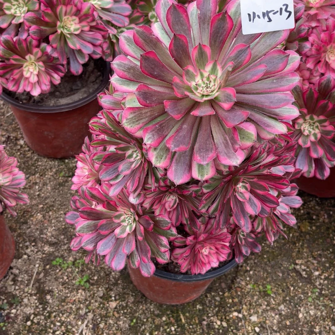 11-15-13红铜葫锦法师锦