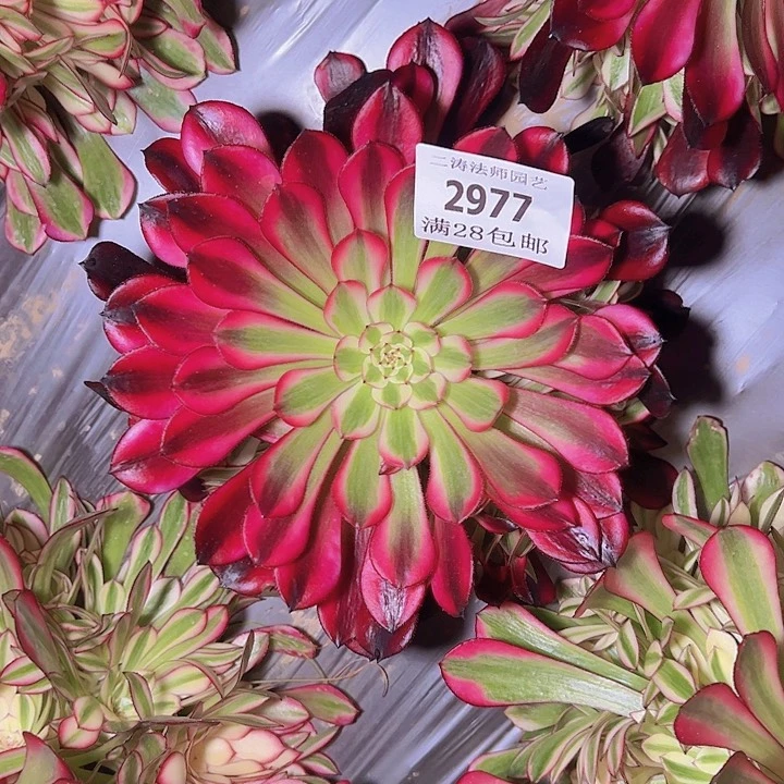 2977黑同白多肉植物2号