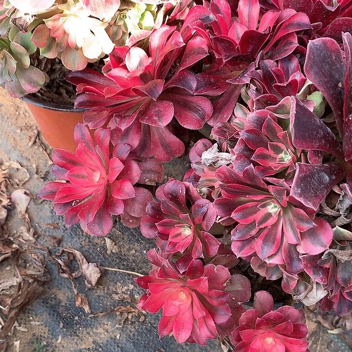 多肉植物三颗美度莎120