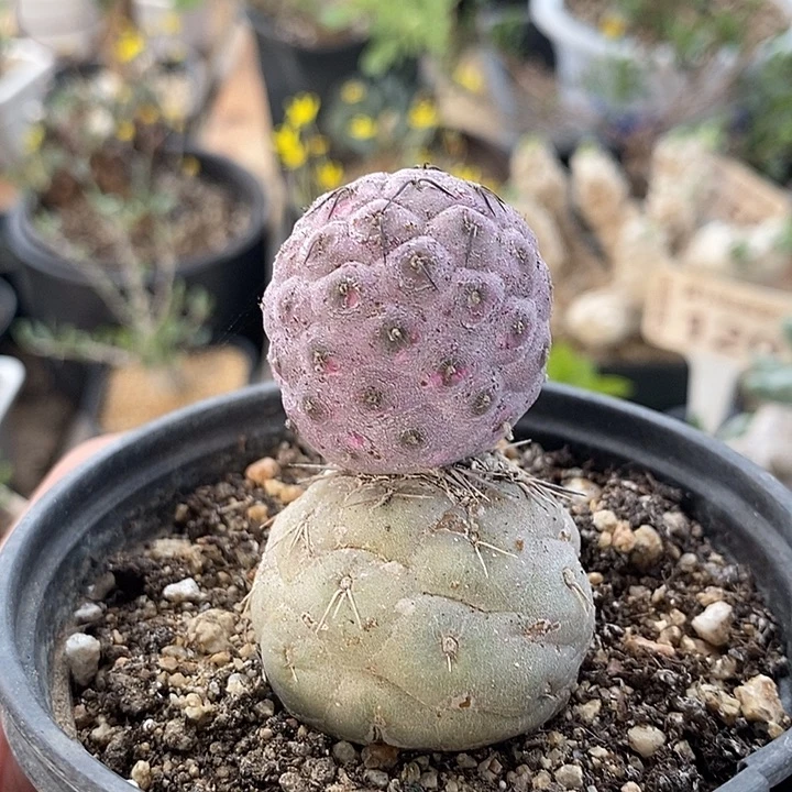 823习志野带盆一一一一一一一