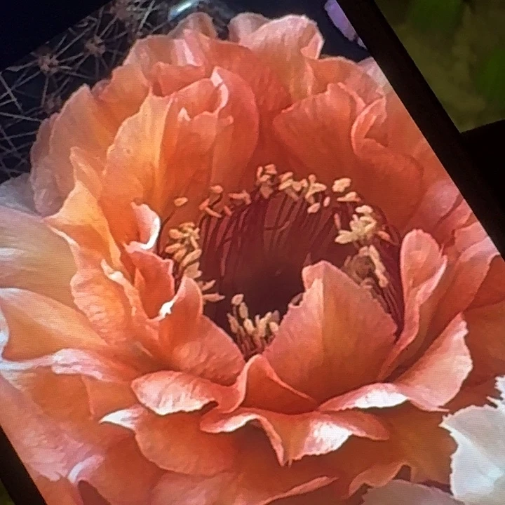 胭脂落侧芽5公分彩草