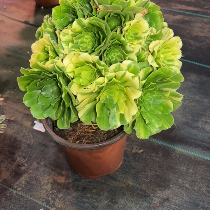 七彩琉璃265多肉法师一物一拍