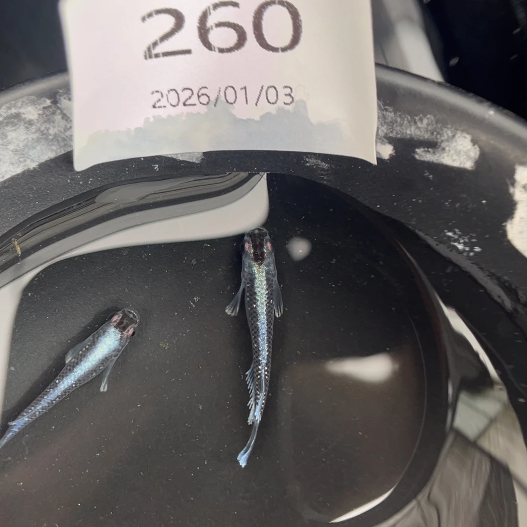 青鳉鱼260新午夜一对