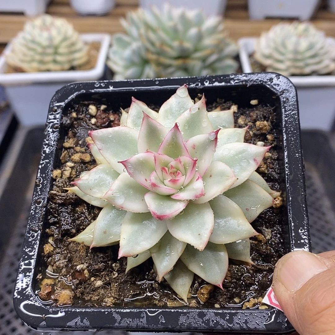 29170 吉赛尔覆轮锦 需延时发货