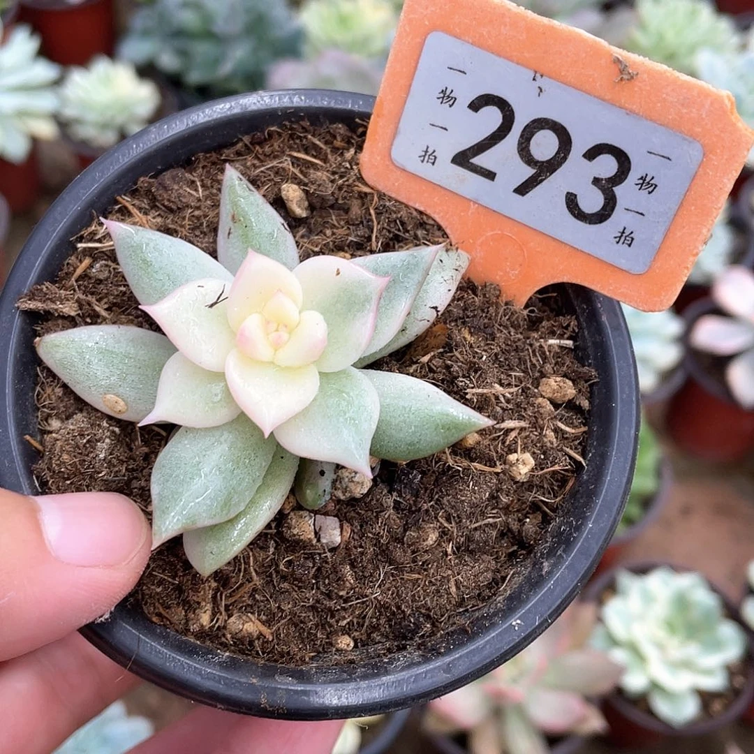 你***？293号多肉植物盆栽