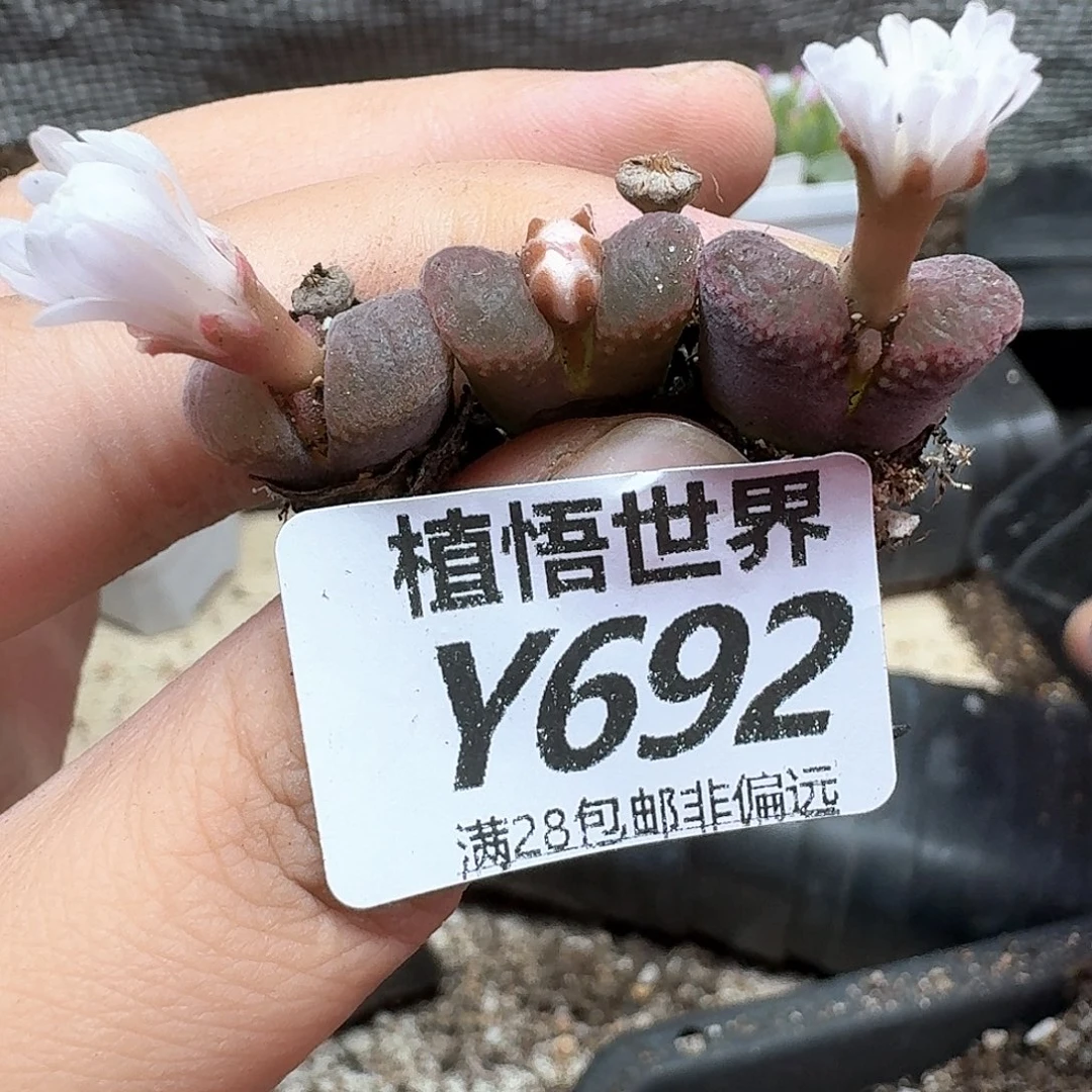 多肉植物多肉植物fw