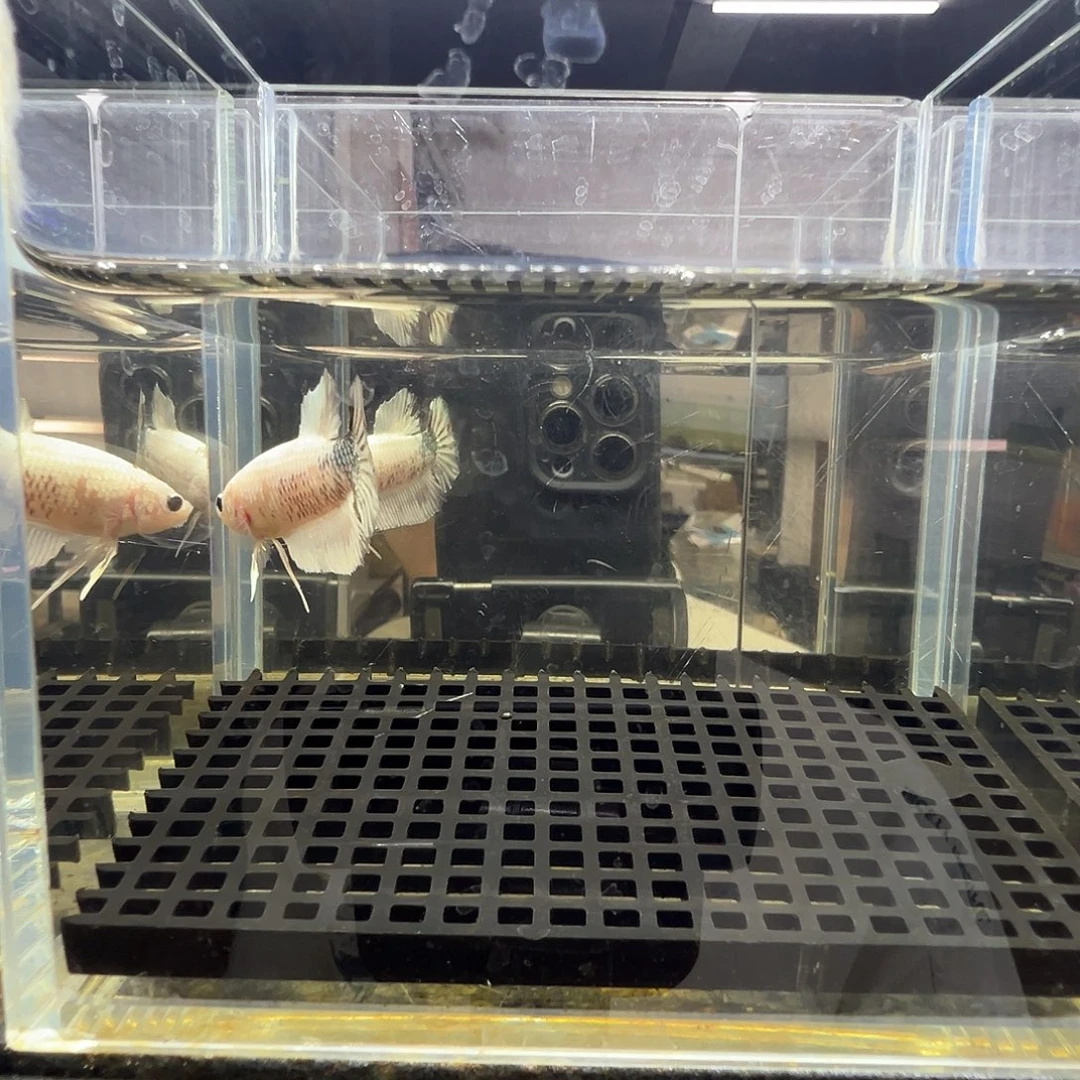 斗鱼阿浩泰斗14日17