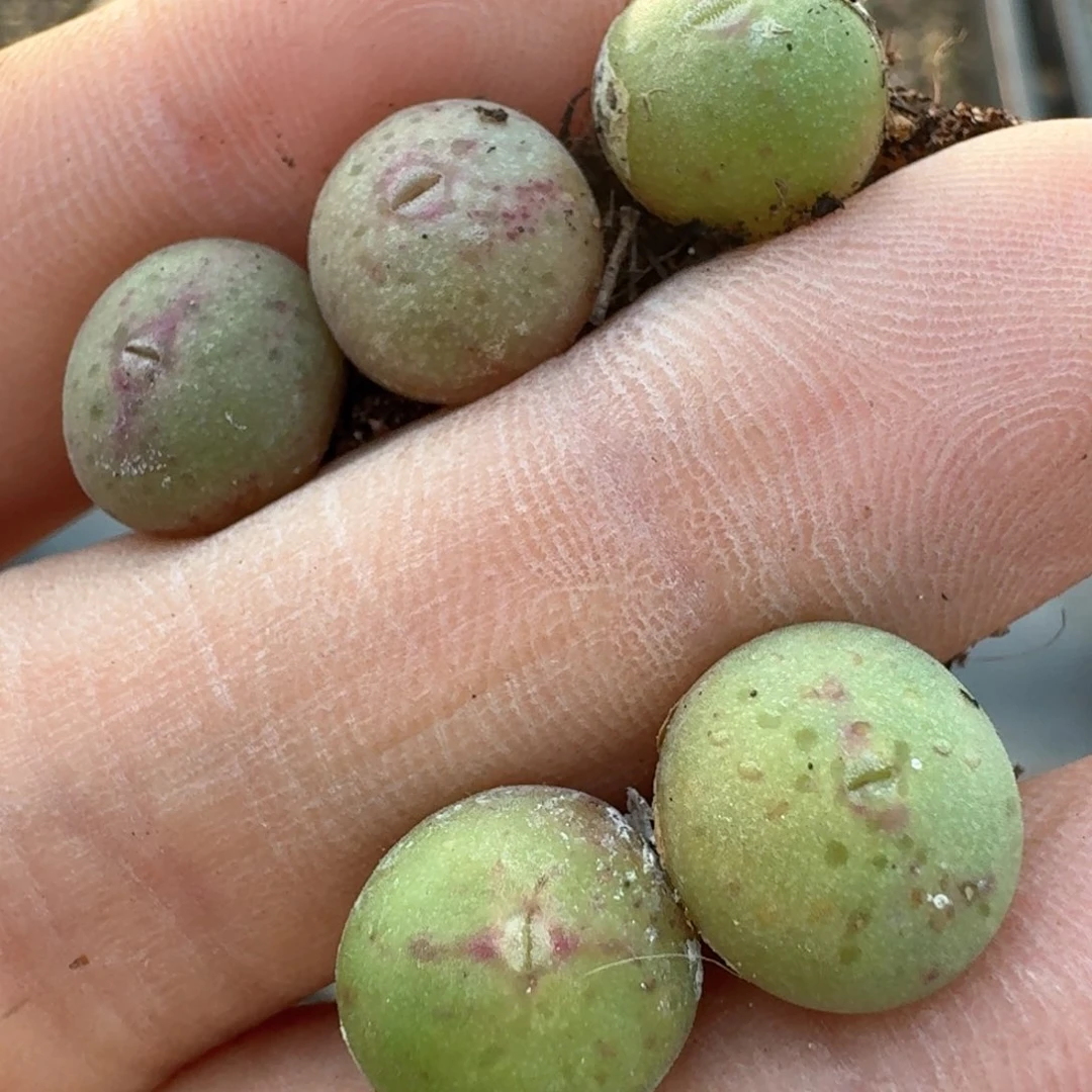 151五颗大枪皮卡丘0000