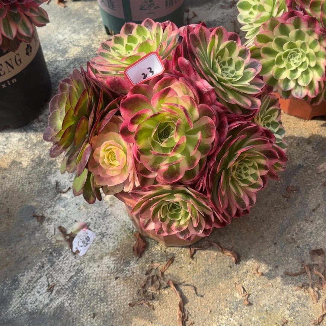 ?*23玉滋多肉植物绿植
