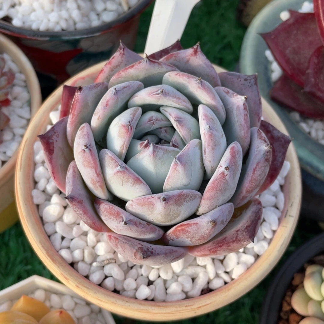 黑卡多肉植物盆栽