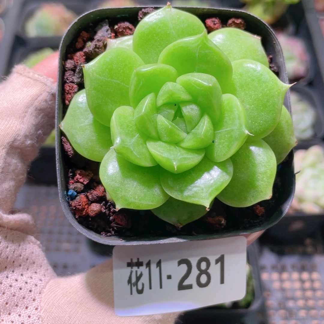 花利美11-281麦秆