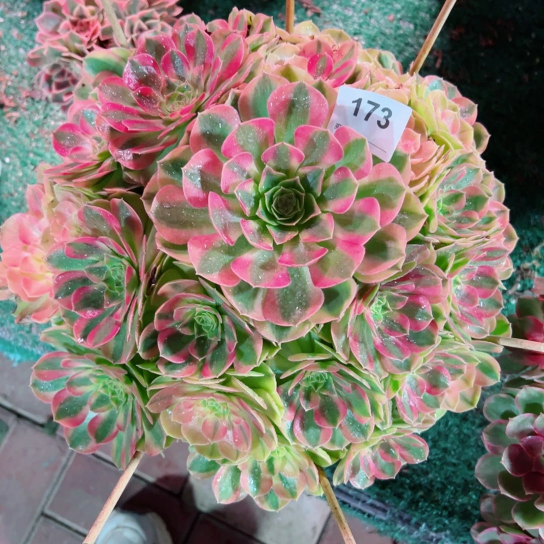 173雨荷法师多肉植物