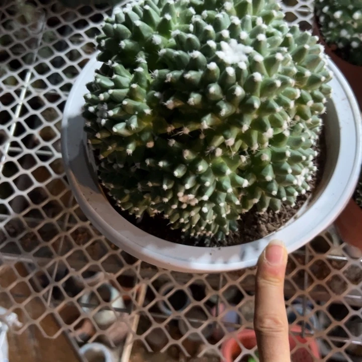 心***念吉祥如意。