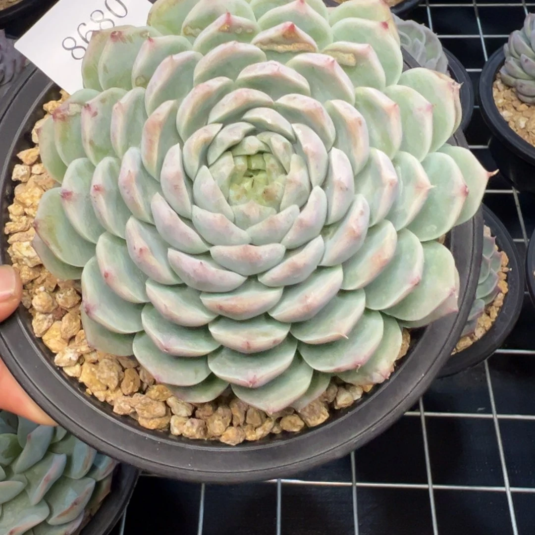 8680多肉多多多多的饿多