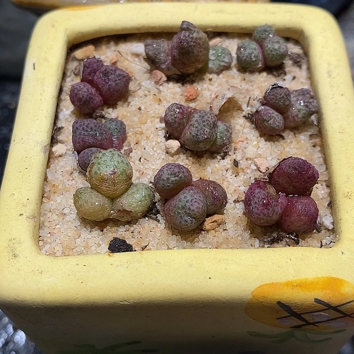 蜕皮两头以上斑马一颗。