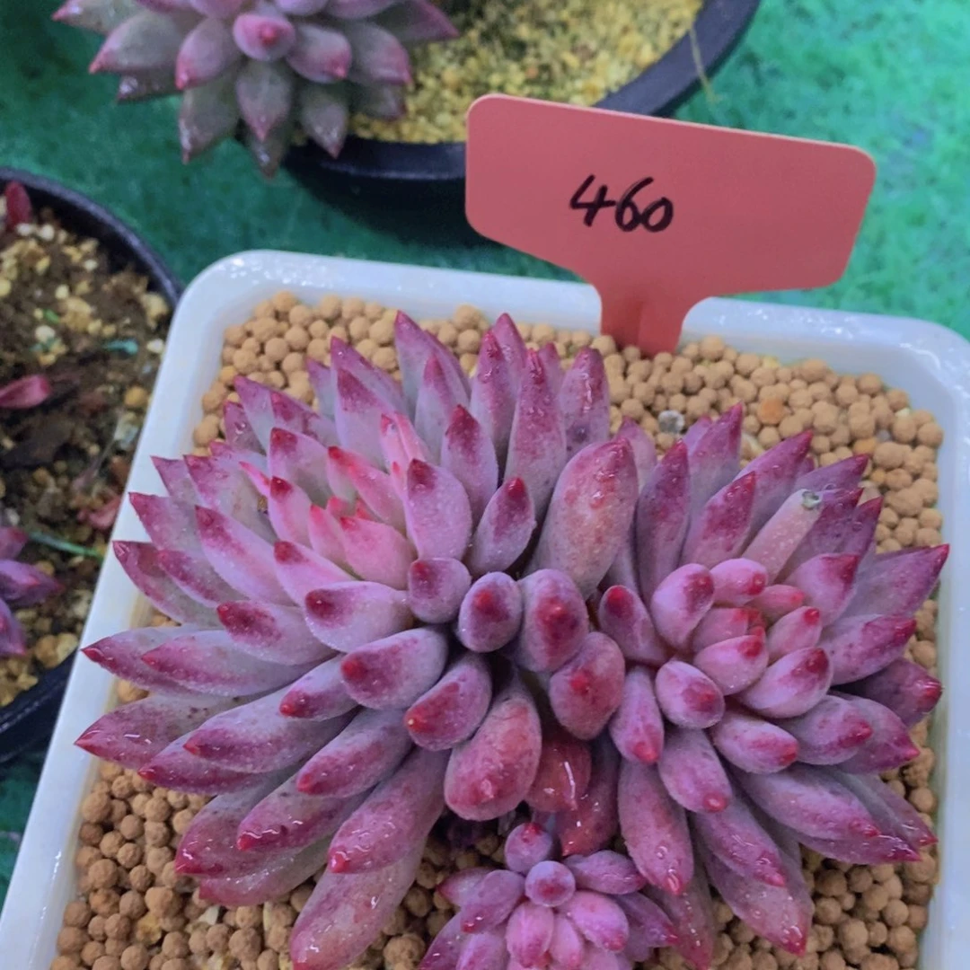 开心多肉，首播2场，一单包邮