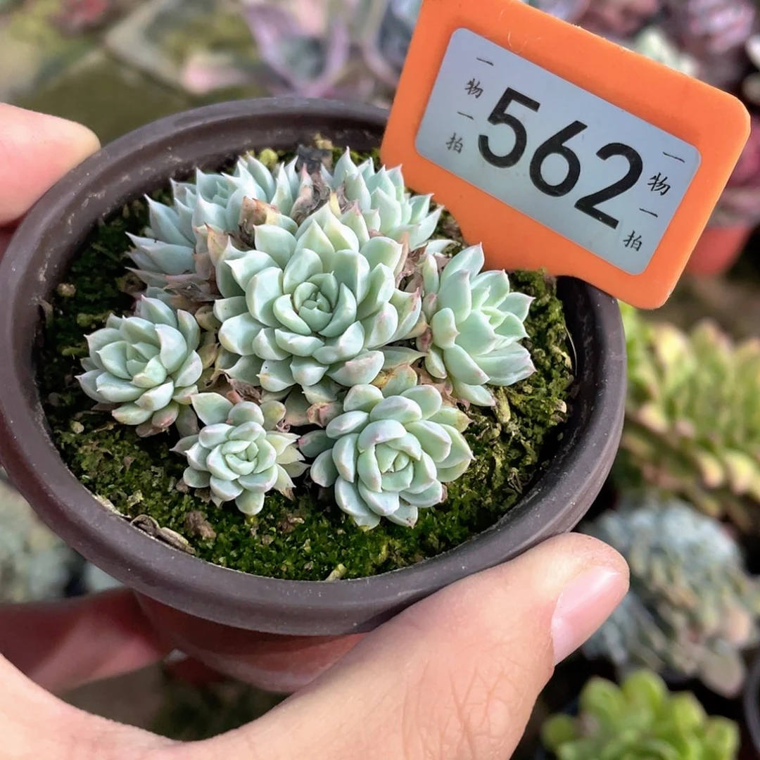 哟***、562号多肉植物盆栽