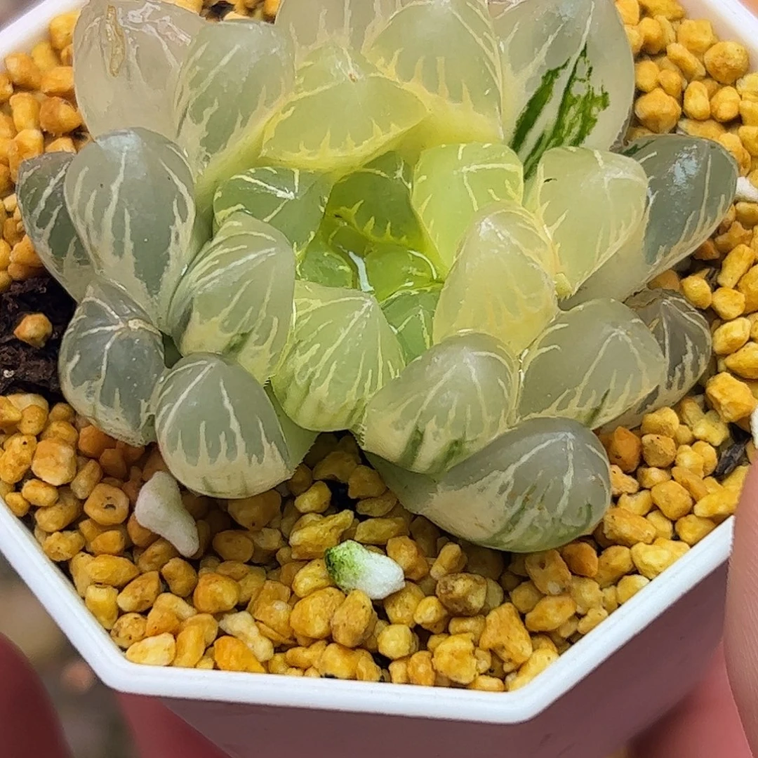 糊斑水晶实生玉露锦