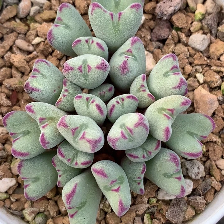 精品多肉植物超级特选毛绒绒