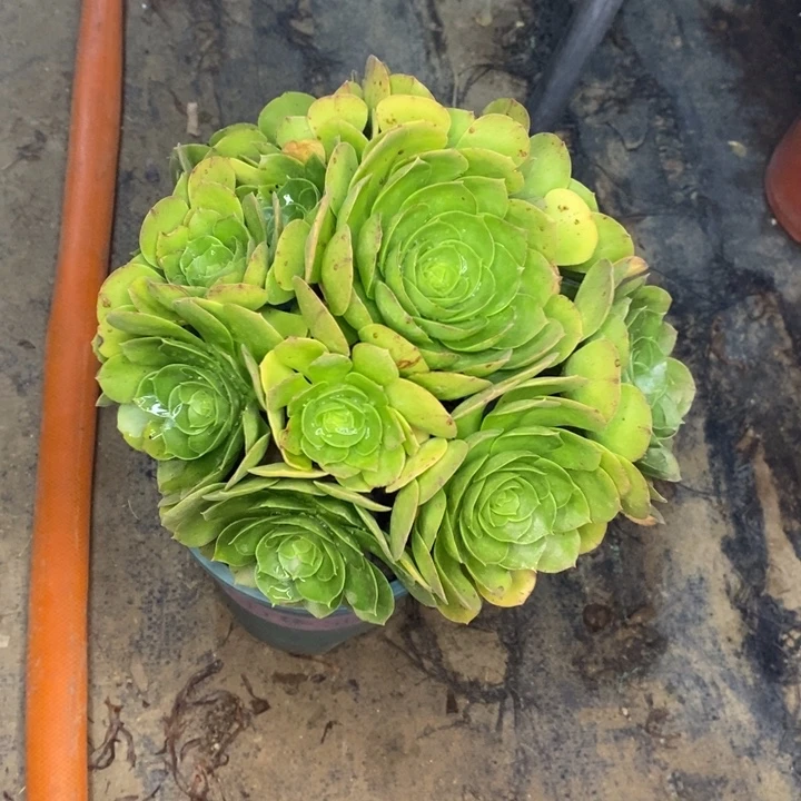 万圣夜15多肉植物法师法师