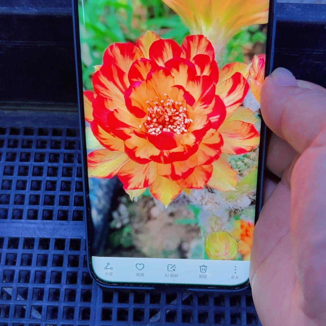 下57丽花金荷花歪无根侧芽2一3公分左右20包邮