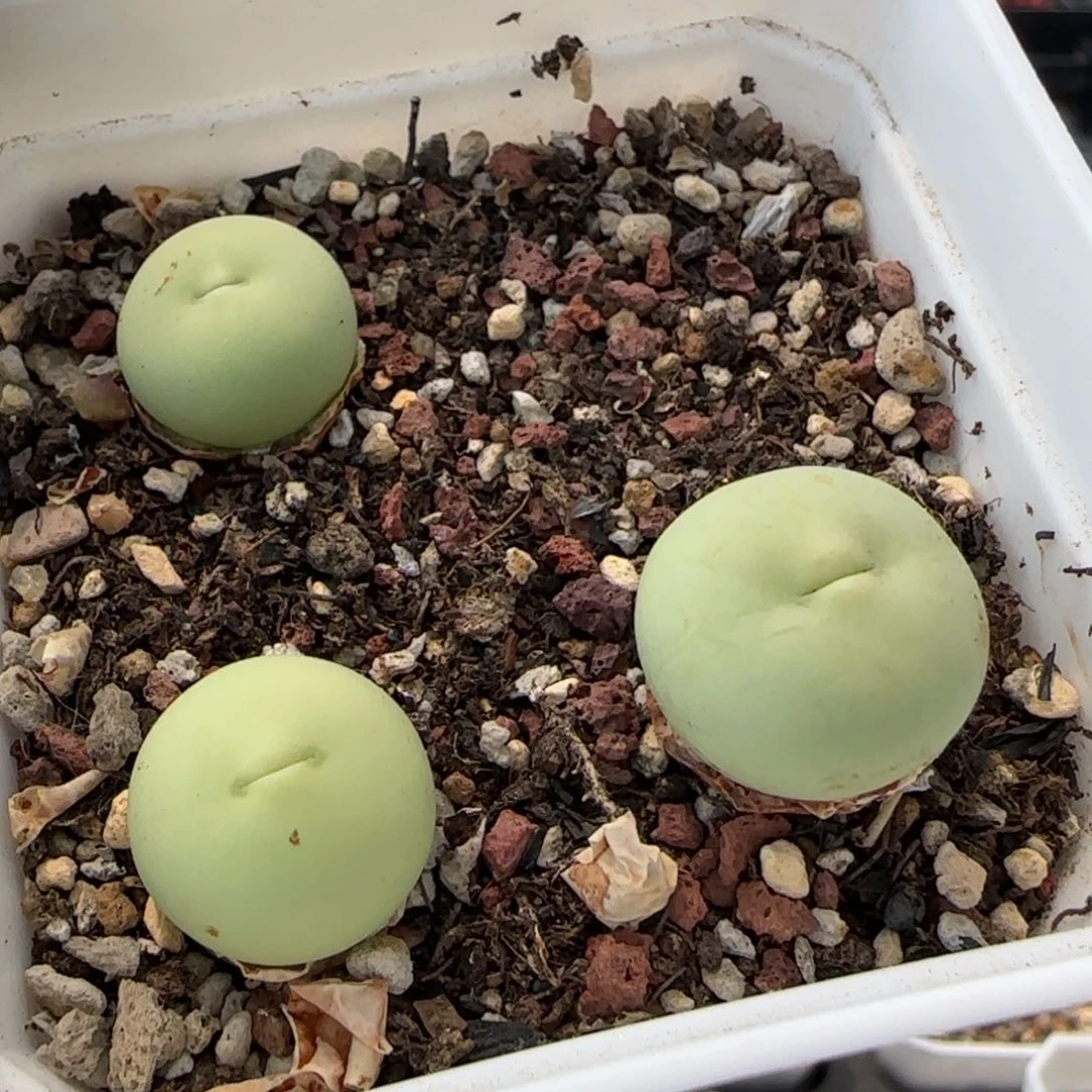 5-30-1-6当天满38包邮园艺鸽子蛋一组脱土