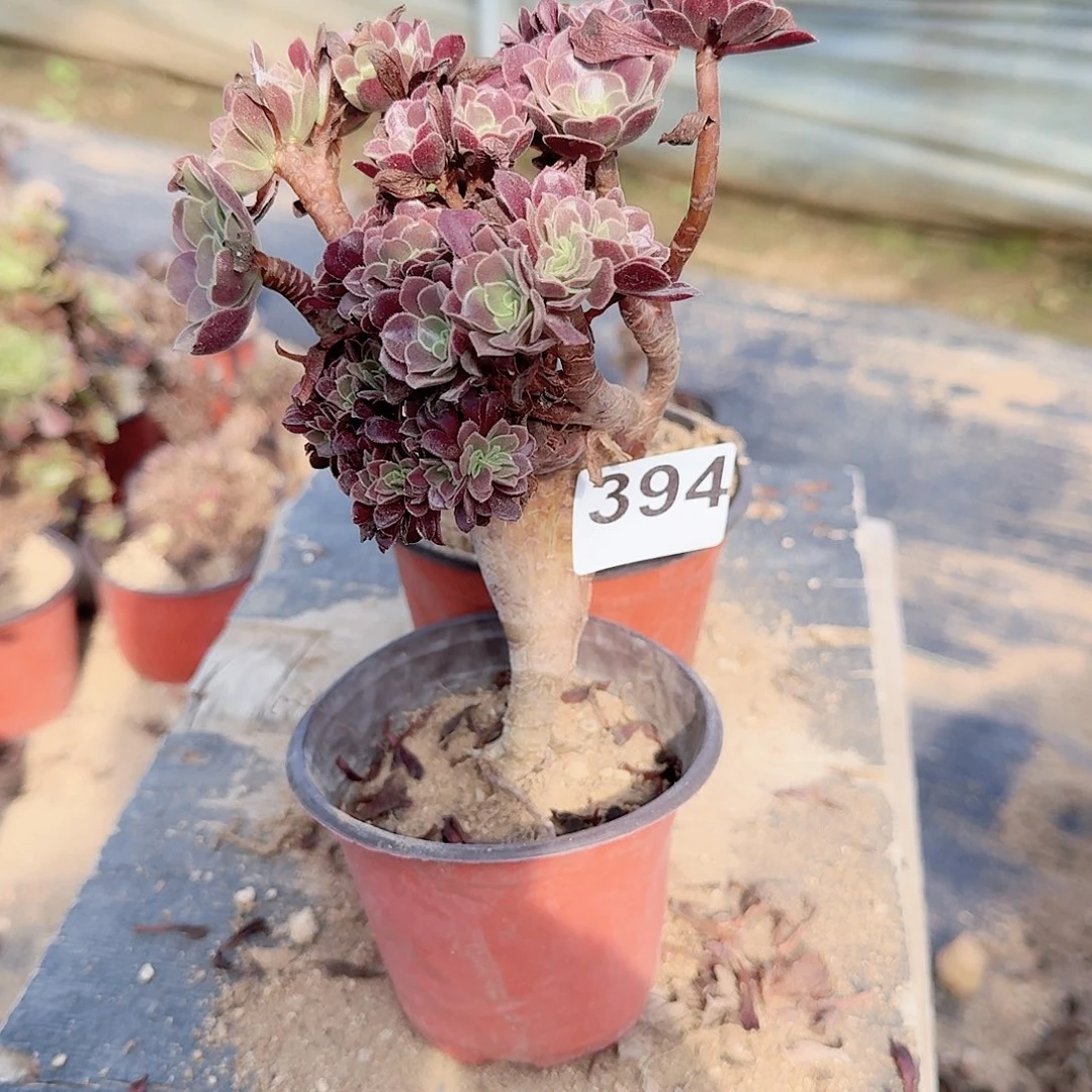 394欧紫朵朵迷你小满28包邮有伤