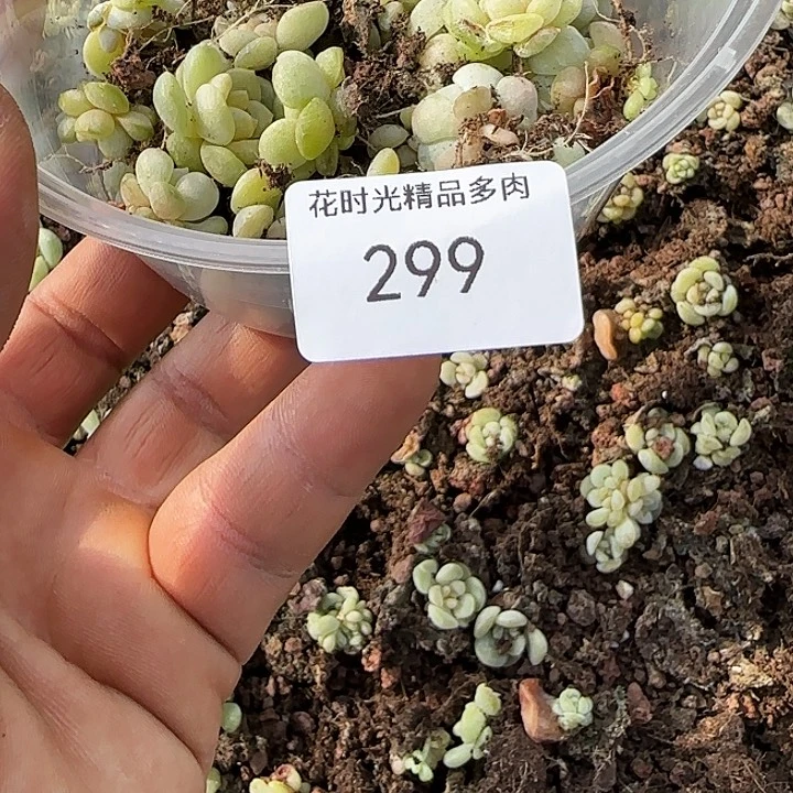 菲****花时光精品多肉299