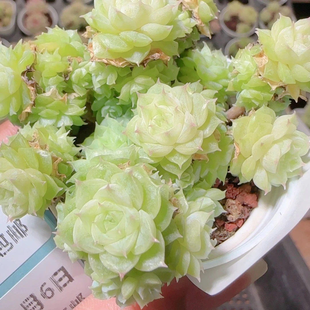 花语逸镜1106-107整