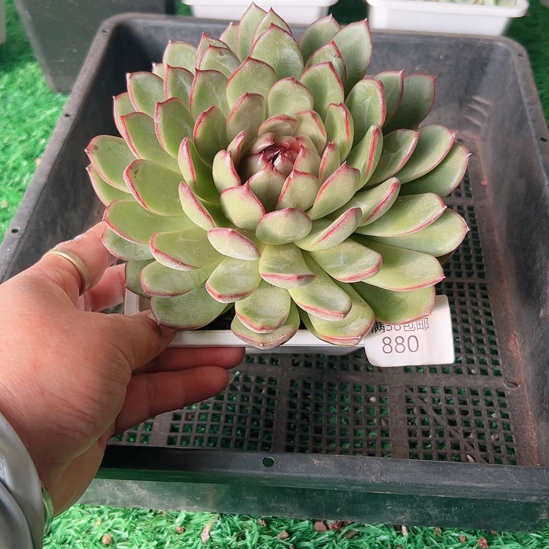 多肉一物一拍植物880