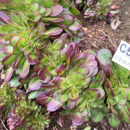 514抹茶缀有瑕疵多肉植物