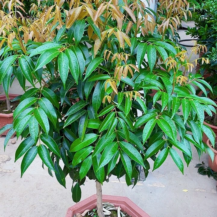 聪***哥完全开放果树99988888