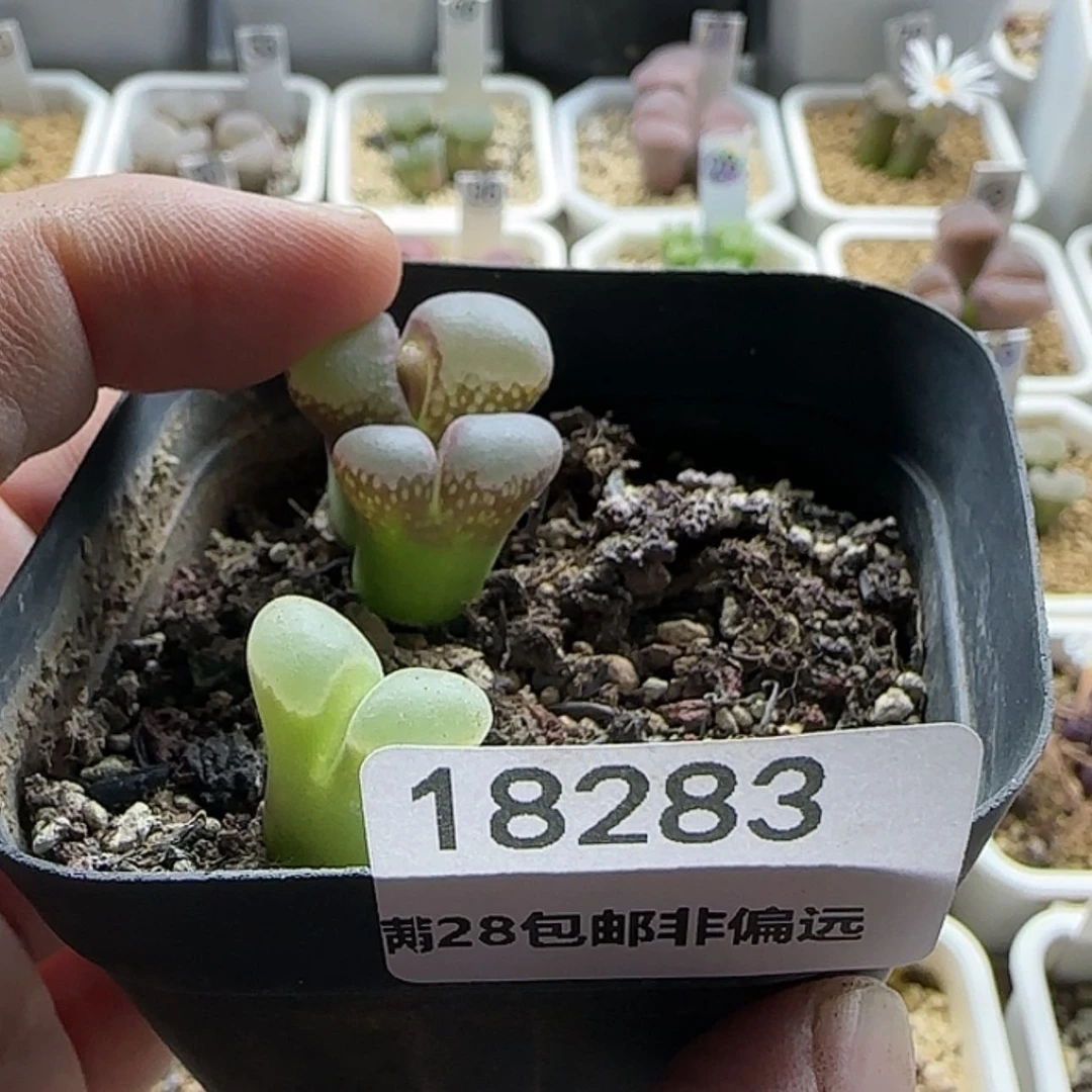 【闪购商品】三****一18283
