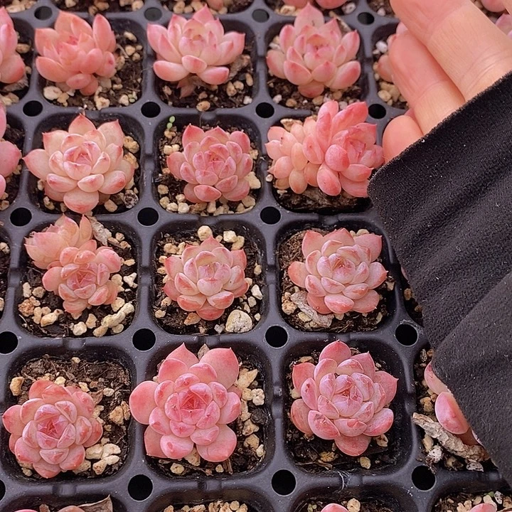 25 多肉植物盆栽花卉