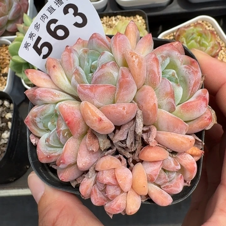 多肉植物  开播福利多肉植物