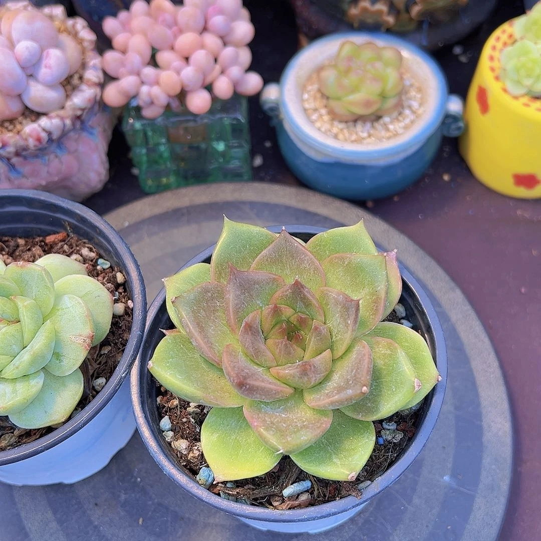 T****糖新品，多肉植物，