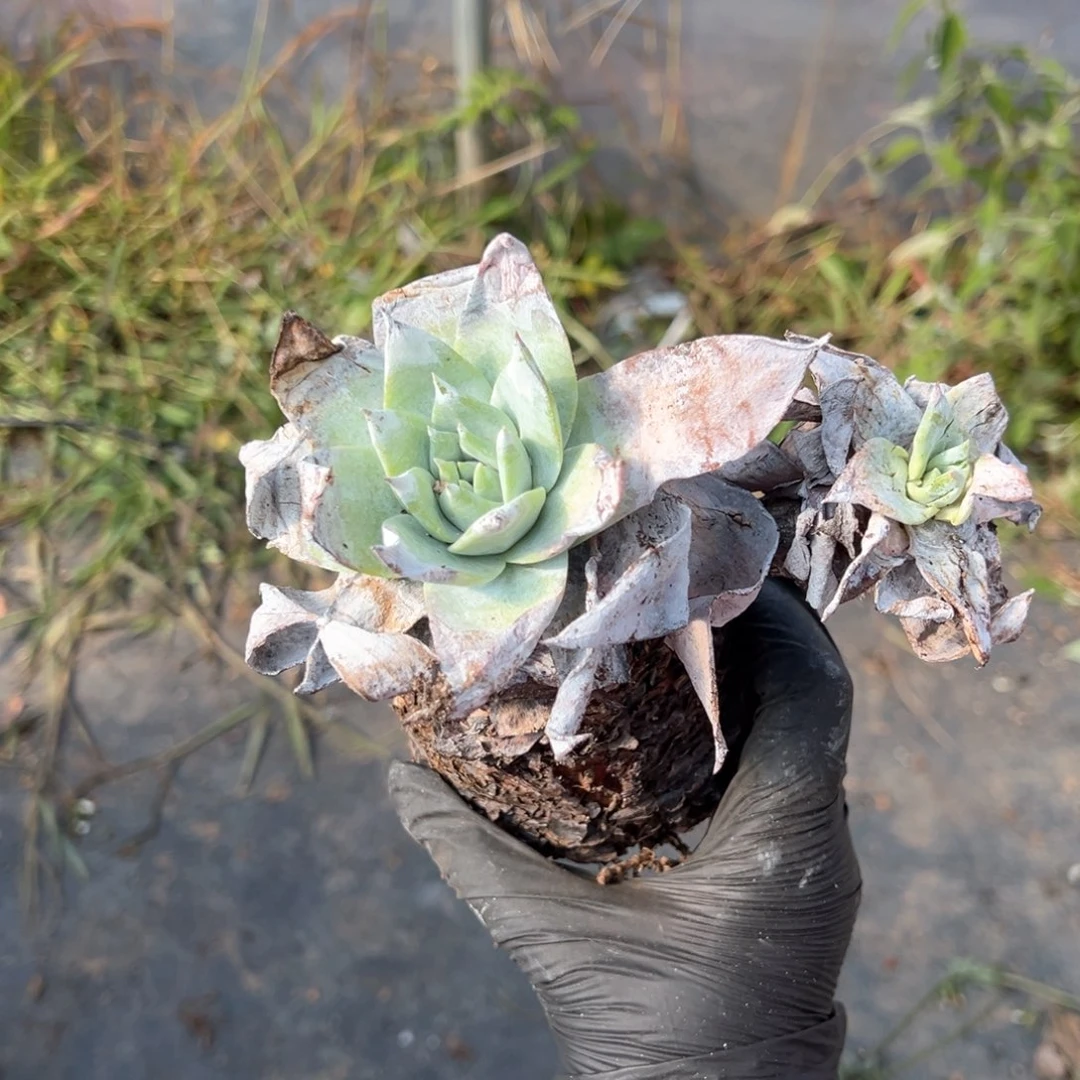 509哈哈哈哈哈哈哈哈