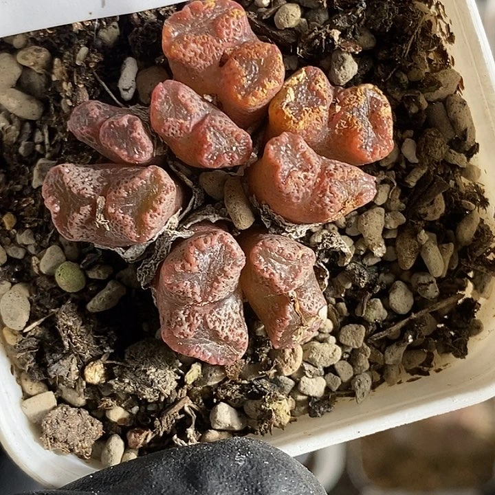 O*O桃喜花园0307-95勋章