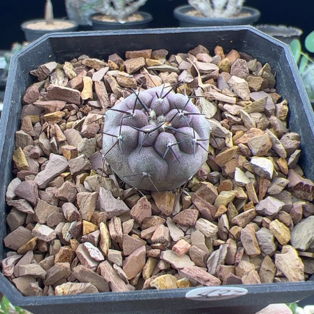 黑王丸实生2.3一物一拍