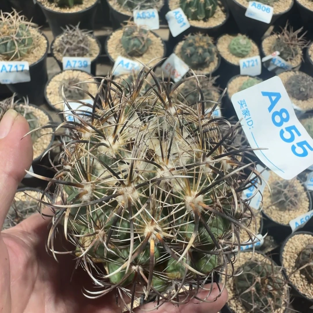 凤舞 自根仙人球855