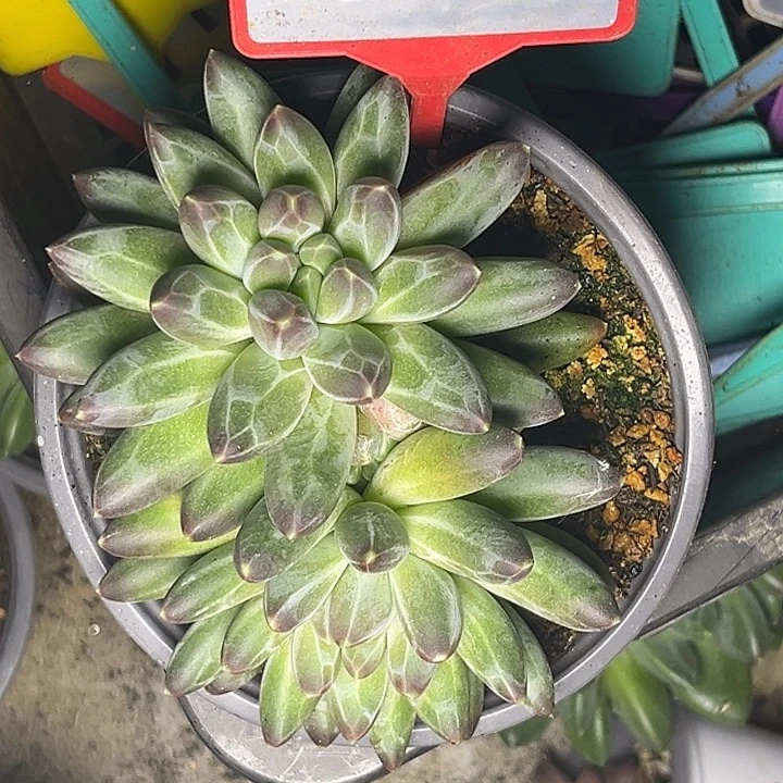 多肉植物申公豹群691