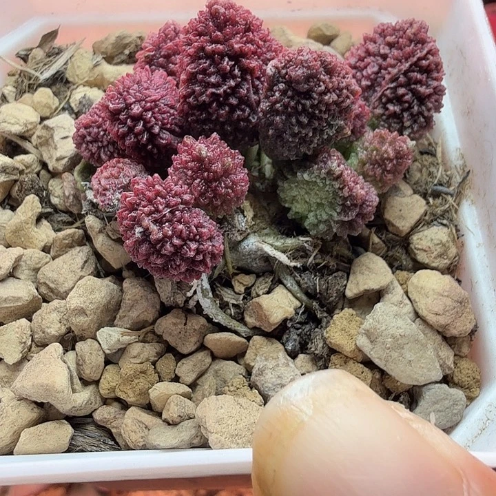 一物一拍，感谢支持