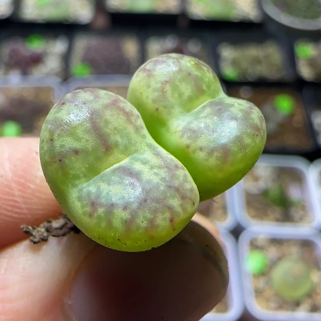 杂交漂亮多肉植物40