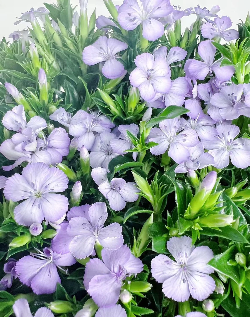 【大束青梅】小众稀有花材  | 全场任意满两单鲜花包邮