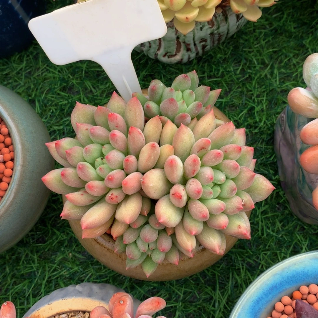 落***燕子多肉植物6363637373